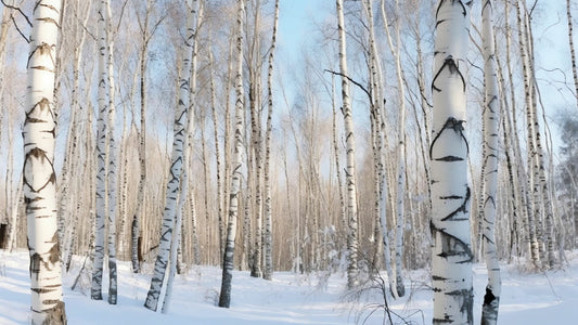 White Birch Candle