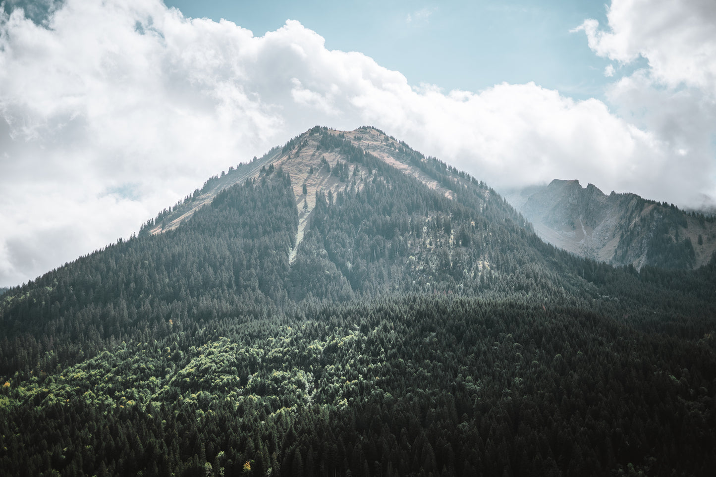 Mountain Pine Candle